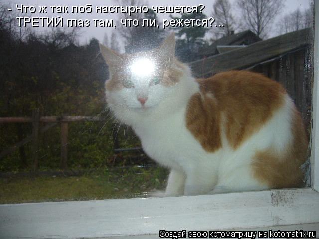 Котоматрица: - Что ж так лоб настырно чешется? ТРЕТИЙ глаз там, что ли, режется?...