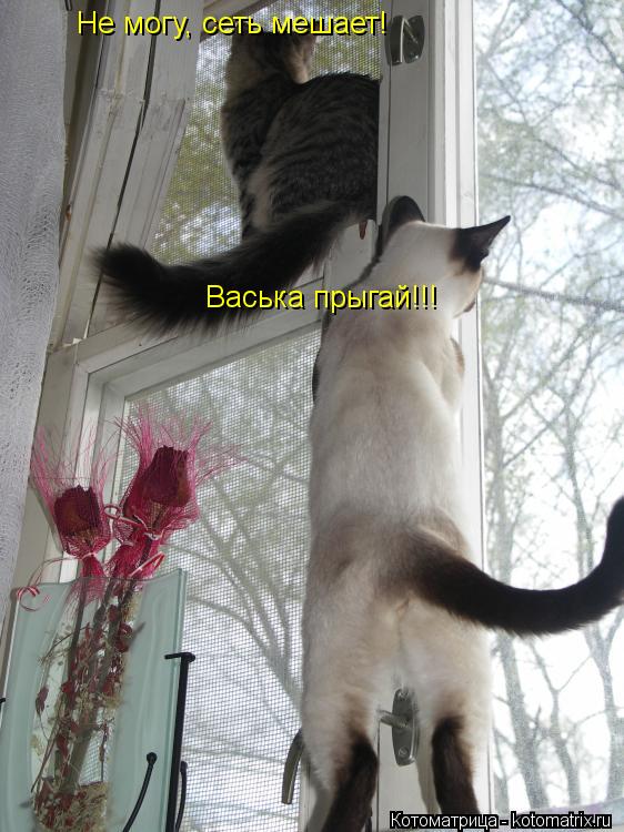 Котоматрица: Васька прыгай!!!  Не могу, сеть мешает!