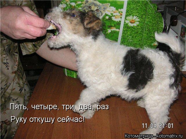 Котоматрица: Руку откушу сейчас! Пять, четыре, три, два, раз