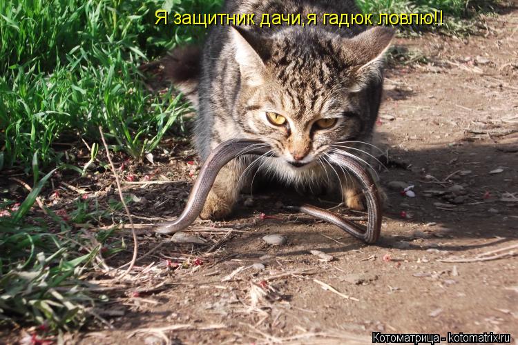 Котоматрица: Я защитник дачи,я гадюк ловлю!!