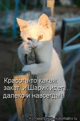 Котоматрица: Красота-то какая: закат, и Шарик идет... далеко и навсегда!!!
