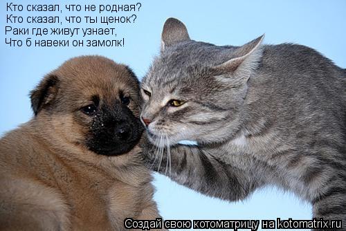 Котоматрица: Кто сказал, что не родная? Кто сказал, что ты щенок? Раки где живут узнает, Что б навеки он замолк!