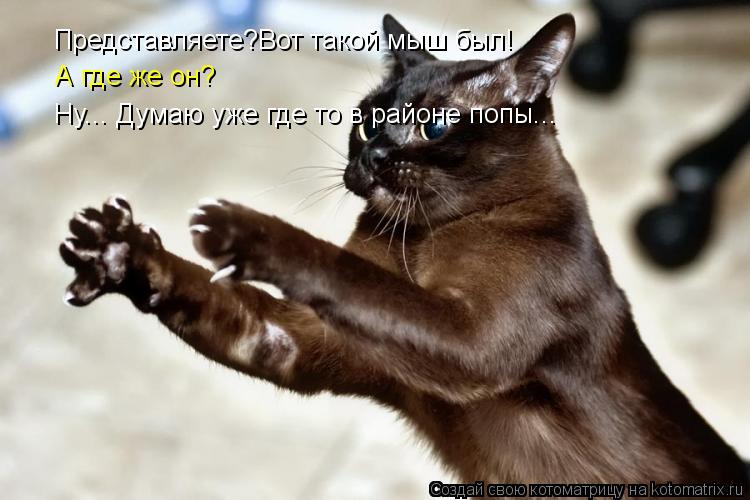 Котоматрица: Представляете?Вот такой мыш был! А где же он? Ну... Думаю уже где то в районе попы...