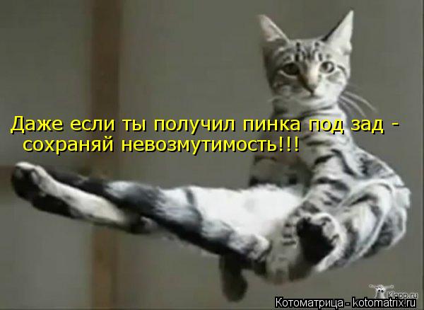 Котоматрица: Даже если ты получил пинка под зад -  сохраняй невозмутимость!!!