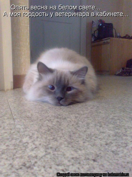 Котоматрица: Опять весна на белом свете... А моя гордость у ветеринара в кабинете...