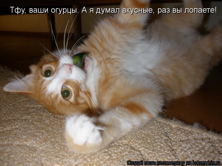 Котоматрица: Тфу, ваши огурцы. А я думал вкусные, раз вы лопаете!