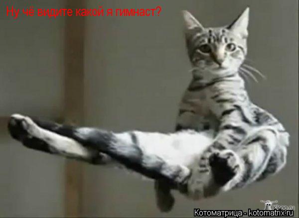 Котоматрица: Ну чё видите какой я гимнаст?