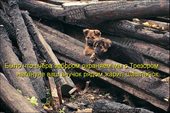Котоматрица: Было что вчера забором охраняем мы с Трезором... накануне ваш внучок рядом жарил шашлычок....