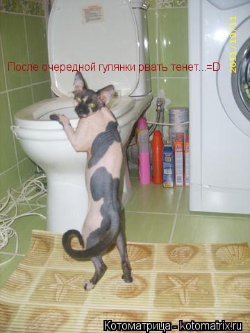 Котоматрица: После очередной гулянки рвать тенет...=D