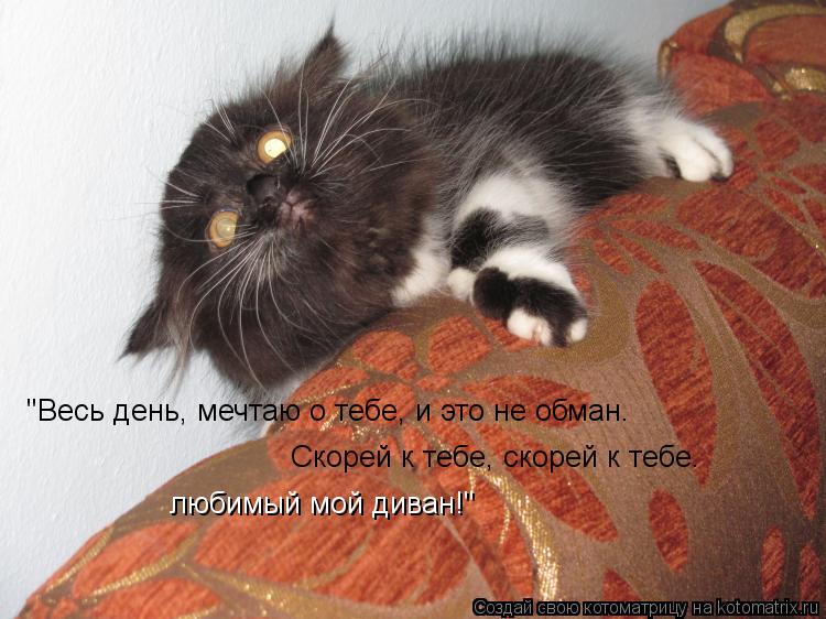 Котоматрица: "Весь день, мечтаю о тебе, и это не обман… Скорей к тебе, скорей к тебе… любимый мой диван!"