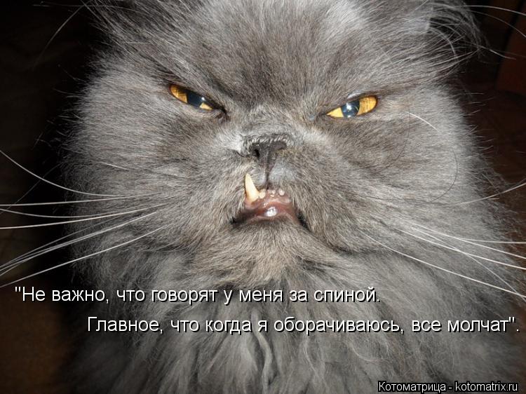 Котоматрица: "Не важно, что говорят у меня за спиной. Главное, что когда я оборачиваюсь, все молчат".