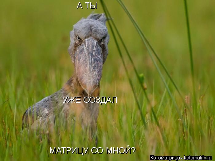 Котоматрица: А ТЫ  УЖЕ СОЗДАЛ МАТРИЦУ СО МНОЙ?