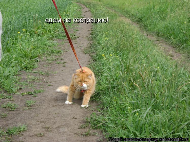 Котоматрица: едем на кострацию!