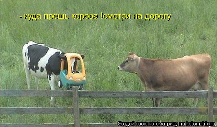 куда прёшь корова !смотри на дорогу -... Котоматрица: куда прёшь корова !смотри на дорогу -