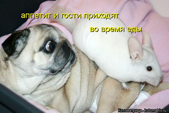 Котоматрица: аппетит и гости приходят во время еды