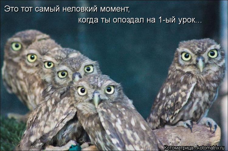 Котоматрица: когда ты опоздал на 1-ый урок... Это тот самый неловкий момент,
