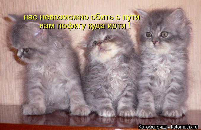 Котоматрица: нас невозможно сбить с пути нам пофигу куда идти !