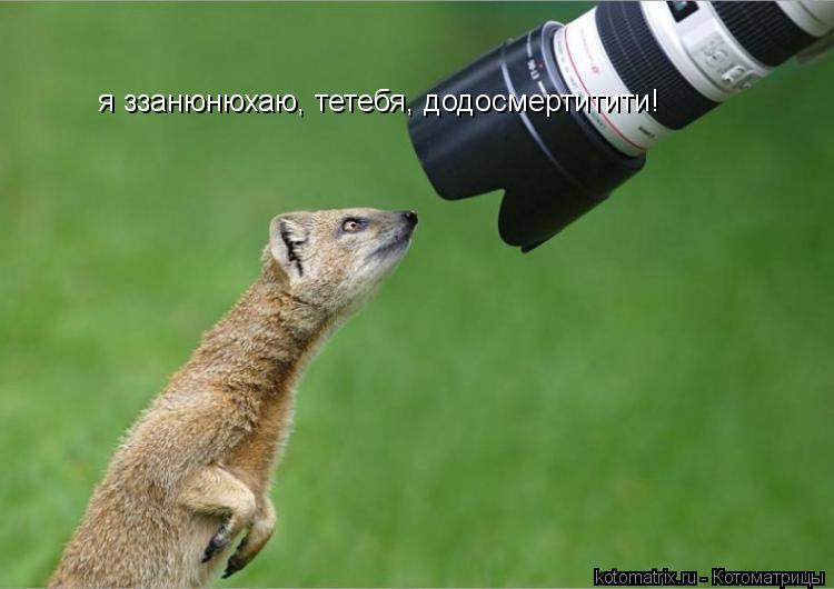 Котоматрица: я ззанюнюхаю, тетебя, додосмертитити!