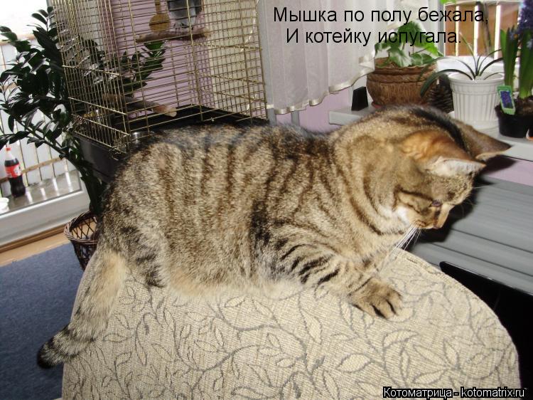 Котоматрица: Мышка по полу бежала, Мышка по полу бежала, И котейку испугала.