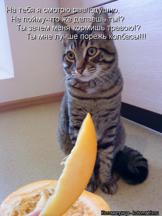 На тебя я смотрю равнодушно, Не пойму-что же делаешь ты!? Ты зачем меня кормишь травою!? Ты мне лучше... Котоматрица: На тебя я смотрю равнодушно, Не пойму-что же делаешь ты!? Ты зачем меня кормишь травою!? Ты мне лучше порежь колбасы!!!