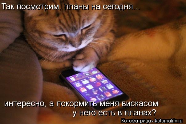 Котоматрица: Так посмотрим, планы на сегодня... интересно, а покормить меня вискасом  у него есть в планах?