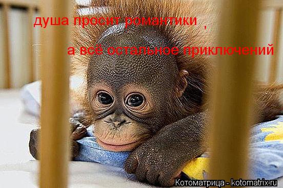Котоматрица: душа просит романтики а всё остальное приключений  ,