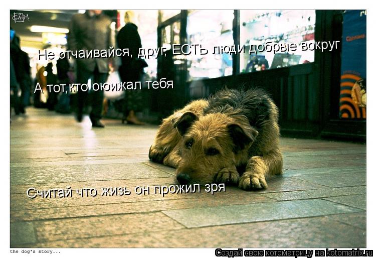 Котоматрица: Не отчаивайся, друг, ЕСТЬ люди добрые вокруг А тот,кто оюижал тебя Считай что жизь он прожил зря