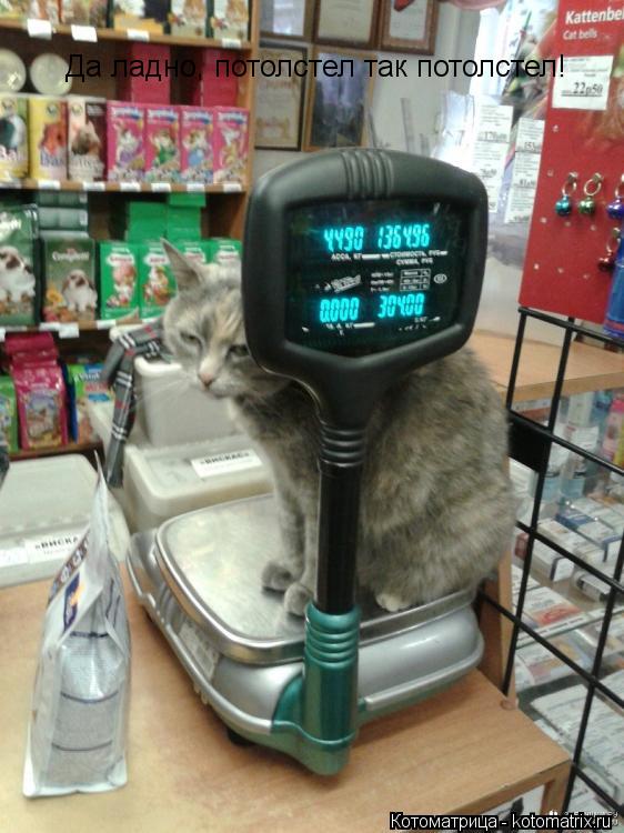 Котоматрица: Да ладно, потолстел так потолстел! Да ладно, потолстел так потолстел!