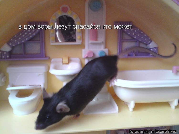 Котоматрица: в дом воры лезут спасайся кто может