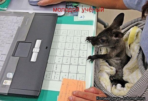 Котоматрица: молодой учёный