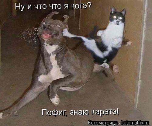 Котоматрица: Ну и что что я котэ? Пофиг, знаю каратэ!
