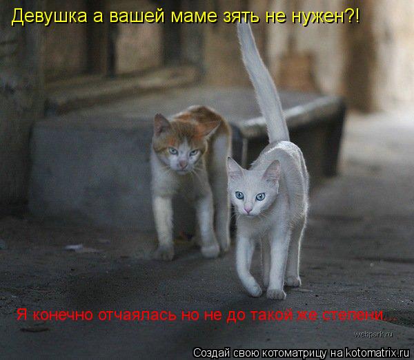 Котоматрица: Девушка а вашей маме зять не нужен?! Я конечно отчаялась но не до такой же степени...