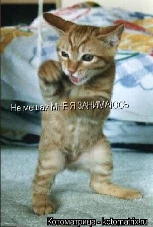 Котоматрица: Не мешай МНЕ Я ЗАНИМАЮСЬ