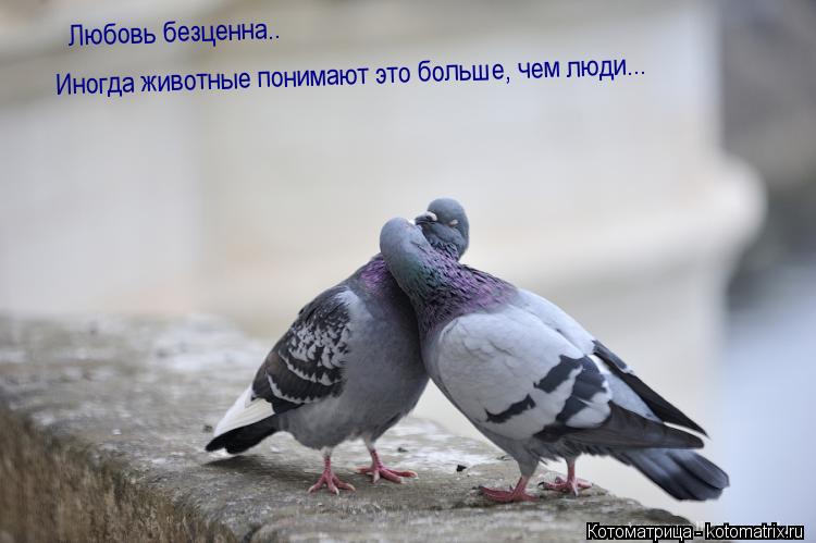 Котоматрица: Любовь безценна.. Иногда животные понимают это больше, чем люди...