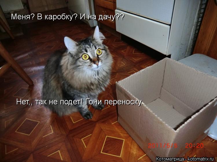 Котоматрица: Меня? В каробку? И на дачу?? Нет,, так не подет! Гони переноску.