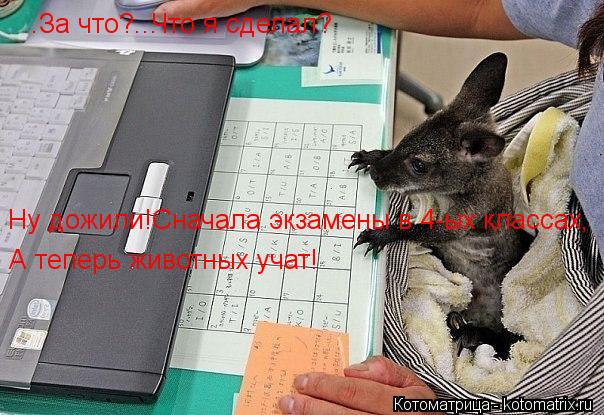 Котоматрица: ..За что?... Что я сделал? Ну дожили!Сначала экзамены в 4-ых классах, А теперь животных учат!