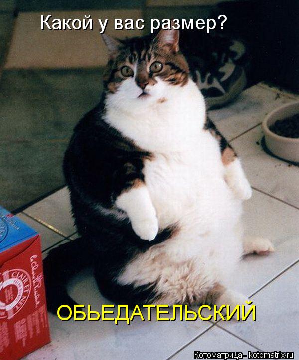 Котоматрица: Какой у вас размер? ОБЬЕДАТЕЛЬСКИЙ