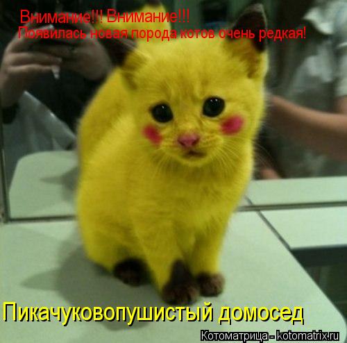 Котоматрица: Внимание!!! Внимание!!! Появилась новая порода котов очень редкая! Пикачуковопушистый домосед