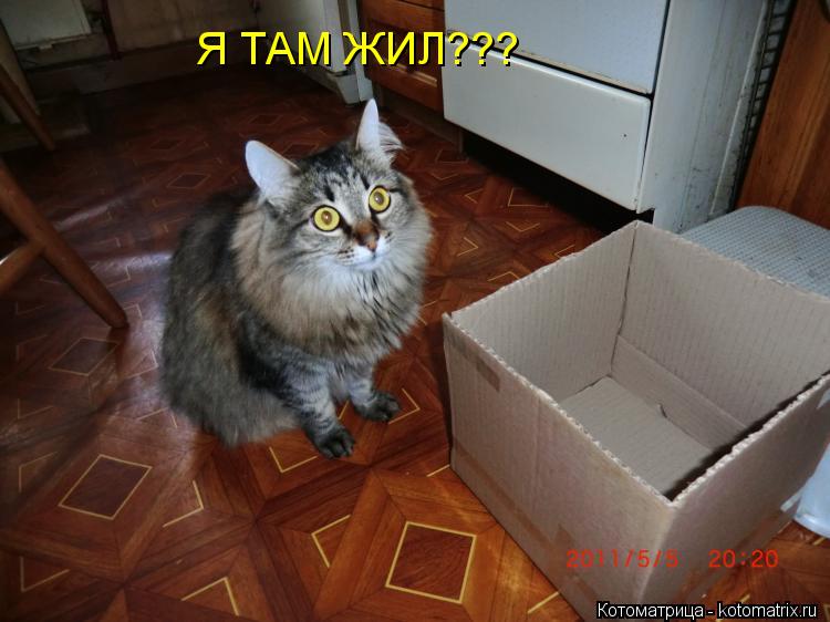 Котоматрица: Я ТАМ ЖИЛ???