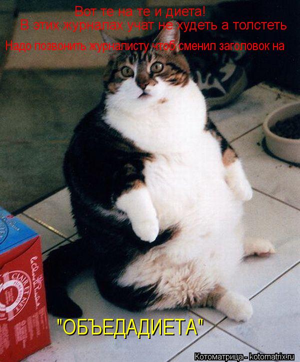 Котоматрица: Вот те на те и диета! В этих журналах учат не худеть а толстеть  Надо позвонить журналисту чтоб сменил заголовок на "ОБЪЕДАДИЕТА"