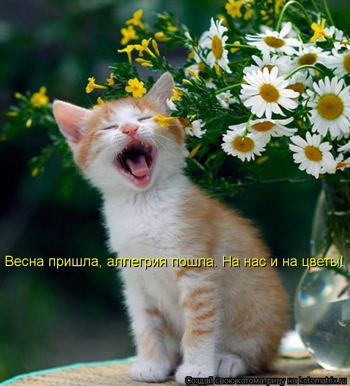 Котоматрица: Весна пришла, аллегрия пошла. На нас и на цветы!