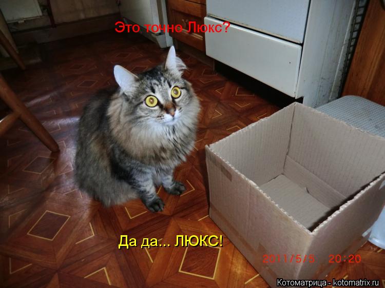 Котоматрица: Это точно Люкс? Да да... ЛЮКС!