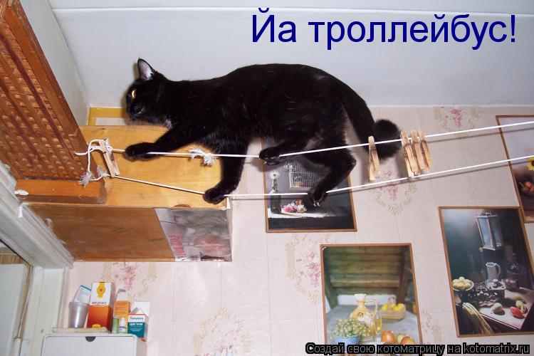 Котоматрица: Йа троллейбус!