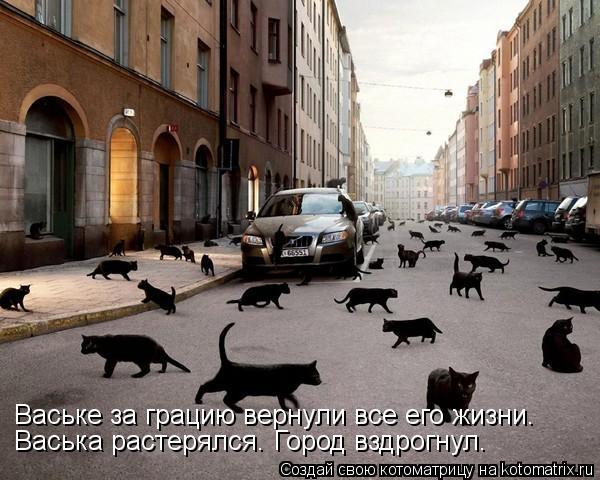 Котоматрица: Ваське за грацию вернули все его жизни. Васька растерялся. Город вздрогнул.