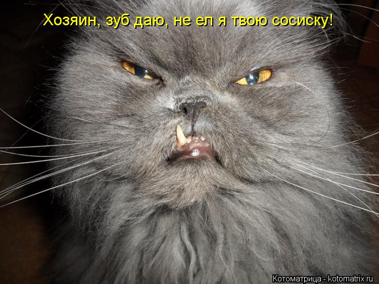 Котоматрица: Хозяин, зуб даю, не ел я твою сосиску!