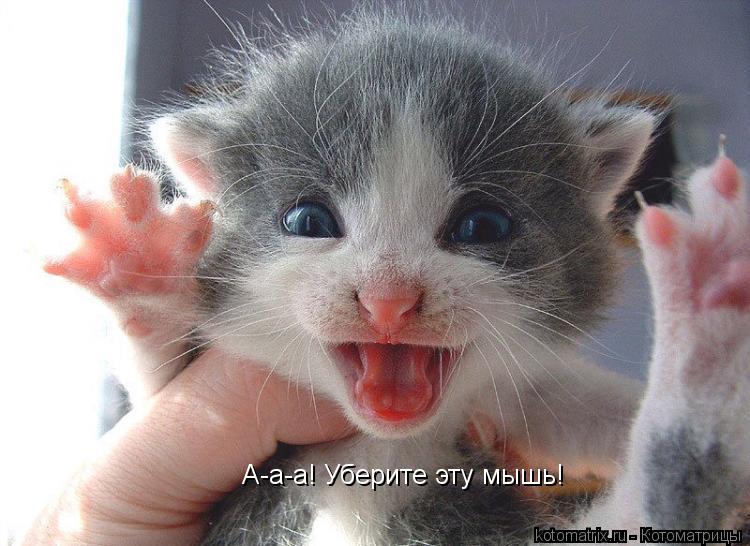 Котоматрица: А-а-а! Уберите эту мышь!