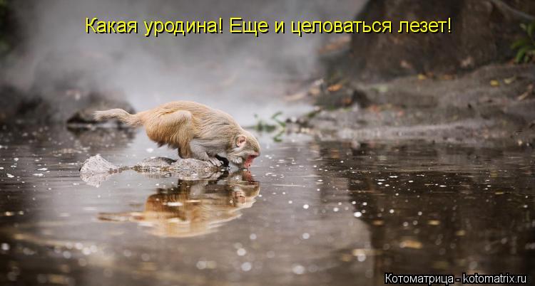 Котоматрица: Какая уродина! Еще и целоваться лезет!
