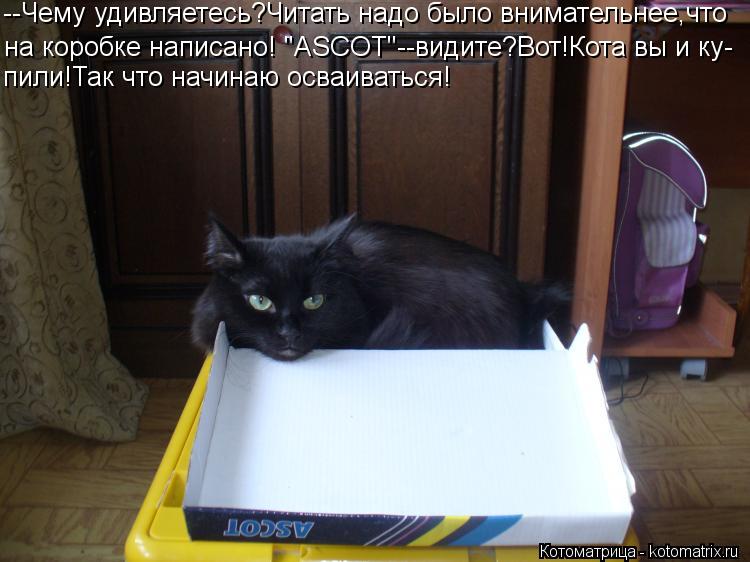 Котоматрица: --Чему удивляетесь?Читать надо было внимательнее,что на коробке написано! "ASCOT"--видите?Вот!Кота вы и ку- пили!Так что начинаю осваиваться!