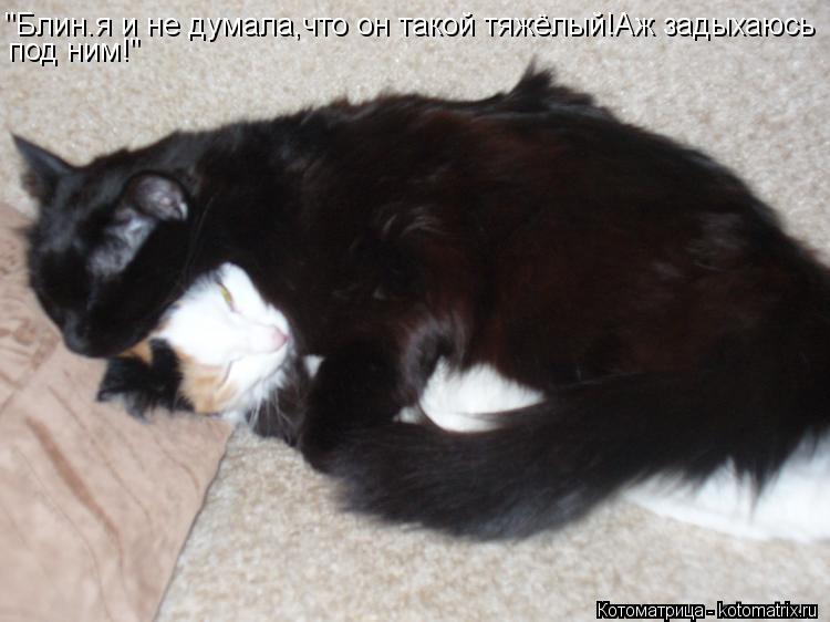Котоматрица: "Блин.я и не думала,что он такой тяжёлый!Аж задыхаюсь под ним!"