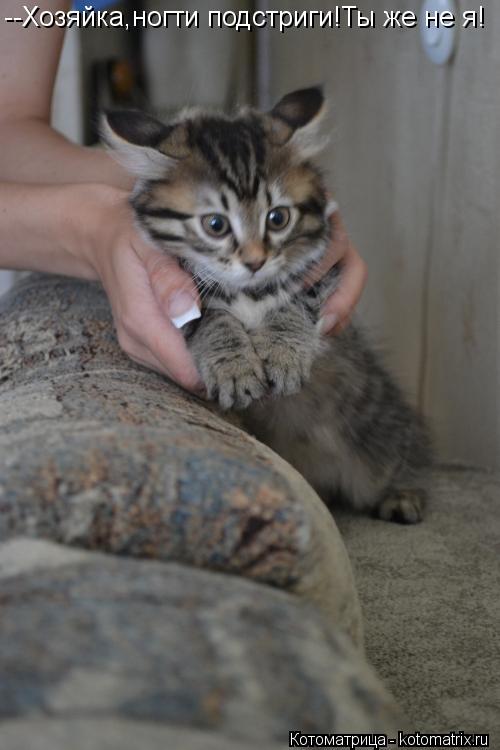 Котоматрица: --Хозяйка,ногти подстриги!Ты же не я!